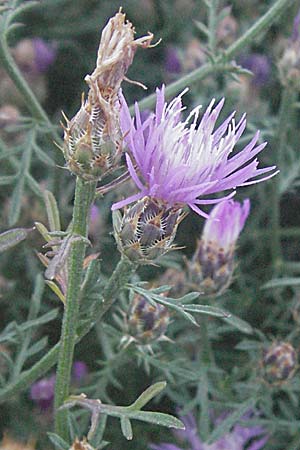 Centaurea brachtii \ Brachts Flockenblume / Bracht's Knapweed, Kroatien/Croatia Senj 16.7.2007