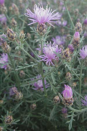 Centaurea brachtii \ Brachts Flockenblume / Bracht's Knapweed, Kroatien/Croatia Senj 16.7.2007