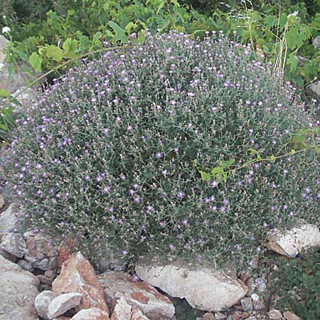 Centaurea brachtii \ Brachts Flockenblume / Bracht's Knapweed, Kroatien/Croatia Senj 16.7.2007