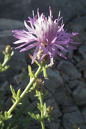 Centaurea brachtii \ Brachts Flockenblume / Bracht's Knapweed, Kroatien/Croatia Senj 16.7.2007