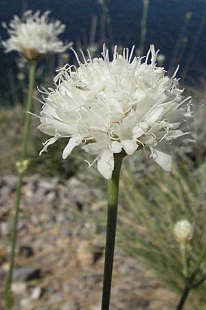 Cephalaria leucantha \ Wei&szlig;er Schuppenkopf / Yellow Scabiosa, Kroatien/Croatia Senj 18.7.2007