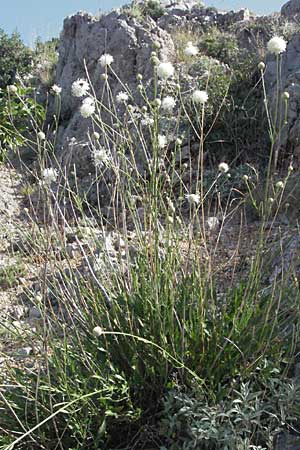 Cephalaria leucantha \ Wei&szlig;er Schuppenkopf / Yellow Scabiosa, Kroatien/Croatia Senj 18.7.2007