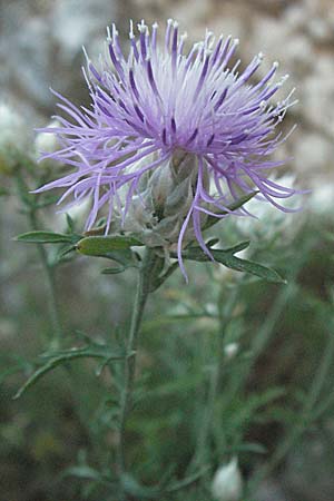 Centaurea alba \ Wei�kelch-Flockenblume / Knapweed, Kroatien/Croatia Istrien/Istria, Mo&scaron;ćenička Draga 14.7.2007