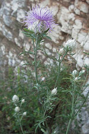 Centaurea alba \ Wei�kelch-Flockenblume / Knapweed, Kroatien/Croatia Istrien/Istria, Mo&scaron;ćenička Draga 14.7.2007