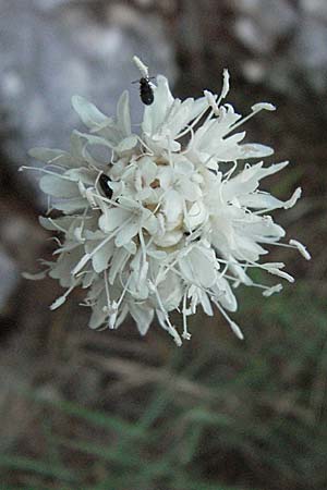 Cephalaria leucantha \ Wei&szlig;er Schuppenkopf / Yellow Scabiosa, Kroatien/Croatia Istrien/Istria, Mo&scaron;ćenička Draga 14.7.2007