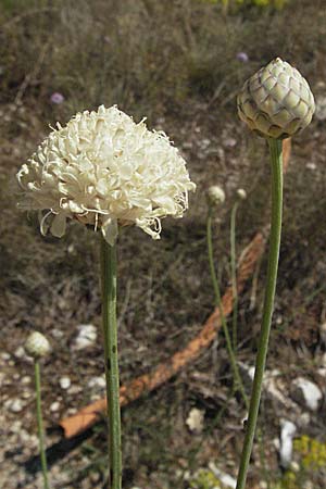 Cephalaria leucantha \ Wei&szlig;er Schuppenkopf / Yellow Scabiosa, Kroatien/Croatia Istrien/Istria, Rabac 15.7.2007