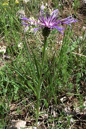 Centaurea triumfettii \ Triumfettis Flockenblume, Filz-Kornblume / Triumfetti's Cornflower, Kroatien/Croatia Udbina 2.6.2008