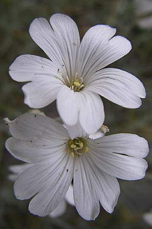 Cerastium grandiflorum \ Gro&szlig;bl&uuml;tiges Hornkraut / Large-Flowered Mouse-Ear, Kroatien/Croatia Karlobag 3.6.2008