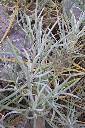 Cerastium grandiflorum \ Gro&szlig;bl&uuml;tiges Hornkraut / Large-Flowered Mouse-Ear, Kroatien/Croatia Karlobag 3.6.2008