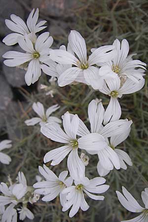 Cerastium grandiflorum \ Gro&szlig;bl&uuml;tiges Hornkraut / Large-Flowered Mouse-Ear, Kroatien/Croatia Karlobag 3.6.2008