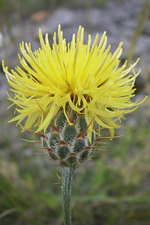 Centaurea rupestris \ Felsen-Flockenblume / Rock Knapweed, Kroatien/Croatia Senj 4.6.2008