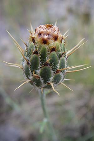 Centaurea rupestris \ Felsen-Flockenblume / Rock Knapweed, Kroatien/Croatia Senj 4.6.2008