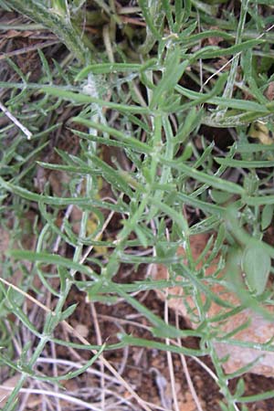 Centaurea rupestris \ Felsen-Flockenblume / Rock Knapweed, Kroatien/Croatia Senj 4.6.2008