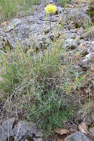 Centaurea rupestris \ Felsen-Flockenblume / Rock Knapweed, Kroatien/Croatia Senj 4.6.2008