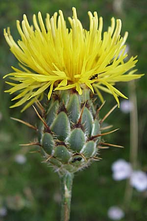 Centaurea rupestris \ Felsen-Flockenblume / Rock Knapweed, Kroatien/Croatia Senj 4.6.2008