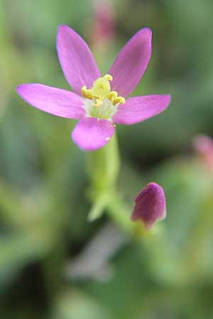 Centaurium pulchellum \ Kleines Tausendgldenkraut / Branched Centaury, Kroatien/Croatia Istrien/Istria, Premantura 5.6.2008