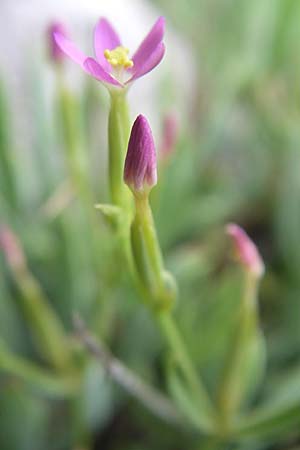 Centaurium pulchellum \ Kleines Tausendgldenkraut / Branched Centaury, Kroatien/Croatia Istrien/Istria, Premantura 5.6.2008