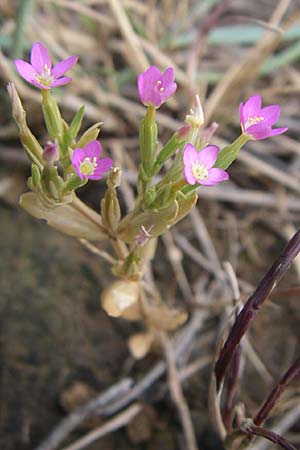 Centaurium pulchellum \ Kleines Tausendgldenkraut / Branched Centaury, Kroatien/Croatia Istrien/Istria, Premantura 5.6.2008