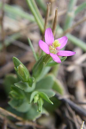 Centaurium pulchellum \ Kleines Tausendgldenkraut / Branched Centaury, Kroatien/Croatia Istrien/Istria, Premantura 5.6.2008
