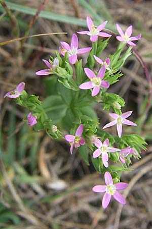 Centaurium tenuiflorum \ Vielbltiges Tausendgldenkraut / Slender Centaury, Kroatien/Croatia Istrien/Istria, Premantura 5.6.2008
