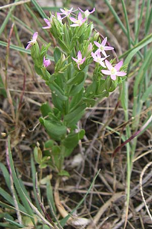 Centaurium tenuiflorum \ Vielbltiges Tausendgldenkraut / Slender Centaury, Kroatien/Croatia Istrien/Istria, Premantura 5.6.2008