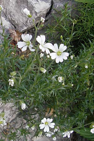 Cerastium arvense \ Acker-Hornkraut / Field Mouse-Ear, Kroatien/Croatia Učka 28.6.2010