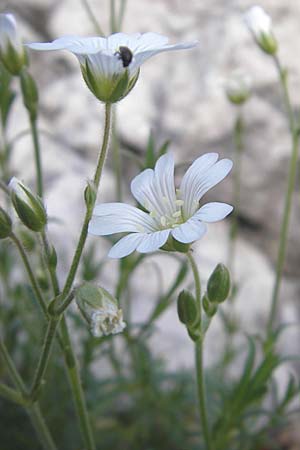 Cerastium arvense \ Acker-Hornkraut / Field Mouse-Ear, Kroatien/Croatia Učka 28.6.2010