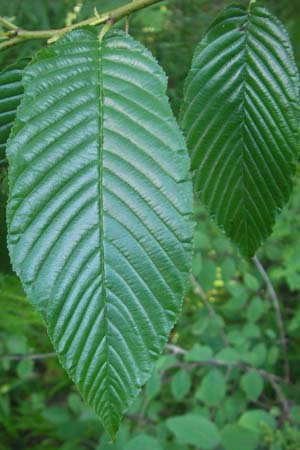 Rhamnus fallax \ Krainer Kreuzdorn / Carniolan Buckthorn, Kroatien/Croatia Plitvička 30.6.2010