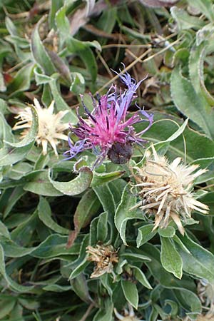 Centaurea triumfettii \ Triumfettis Flockenblume, Filz-Kornblume / Triumfetti's Cornflower, Kroatien/Croatia Učka 12.8.2016