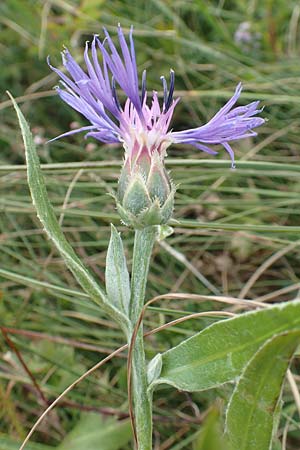 Centaurea triumfettii \ Triumfettis Flockenblume, Filz-Kornblume / Triumfetti's Cornflower, Kroatien/Croatia Učka 12.8.2016