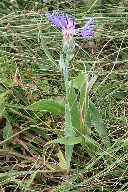 Centaurea triumfettii \ Triumfettis Flockenblume, Filz-Kornblume / Triumfetti's Cornflower, Kroatien/Croatia Učka 12.8.2016