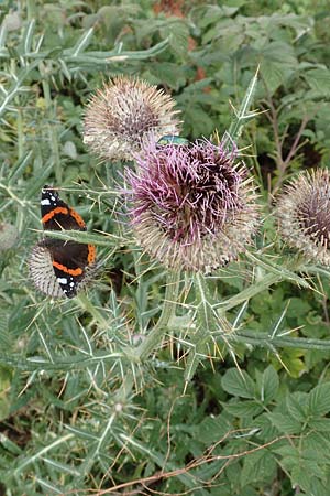 Cirsium eriophorum \ Wollkopf-Kratzdistel, Woll-Kratzdistel / Wooly Thistle, Kroatien/Croatia Učka 12.8.2016