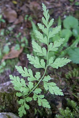 Cystopteris fragilis \ Zerbrechlicher Blasenfarn / Brittle Bladder Fern, Kroatien/Croatia Plitvička 1.6.2008