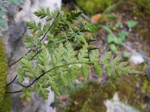 Cystopteris fragilis \ Zerbrechlicher Blasenfarn / Brittle Bladder Fern, Kroatien/Croatia Velebit 19.8.2016