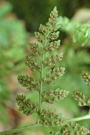 Cystopteris fragilis \ Zerbrechlicher Blasenfarn / Brittle Bladder Fern, Kroatien/Croatia Risnjak 14.8.2016