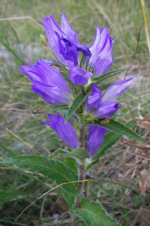Campanula glomerata \ Knuel-Glockenblume / Clustered Bellflower, Kroatien/Croatia Velebit 18.8.2016