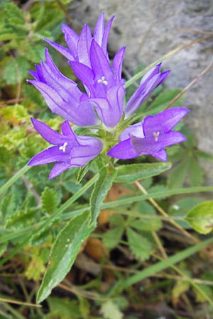 Campanula glomerata \ Knuel-Glockenblume / Clustered Bellflower, Kroatien/Croatia Velebit 18.8.2016