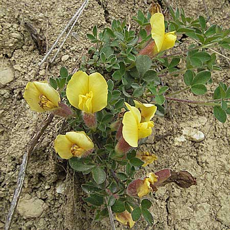 Cytisus supinus \ Niedriger Zwergginster, Kopf-Geiklee / Clustered Broom, Kroatien/Croatia Istrien/Istria, Gračišće 27.5.2006