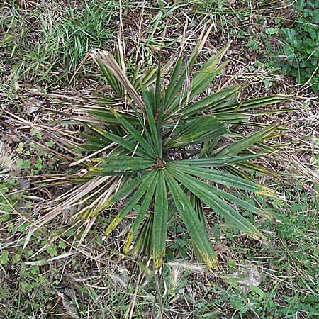 Chamaerops humilis \ Zwerg-Palme / Dwarf Fan Palm, Kroatien/Croatia Senj 2.6.2006