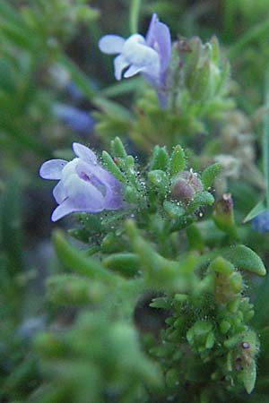 Chaenorhinum minus \ Kleiner Orant / Small Toadflax, Kroatien/Croatia Senj 16.7.2007