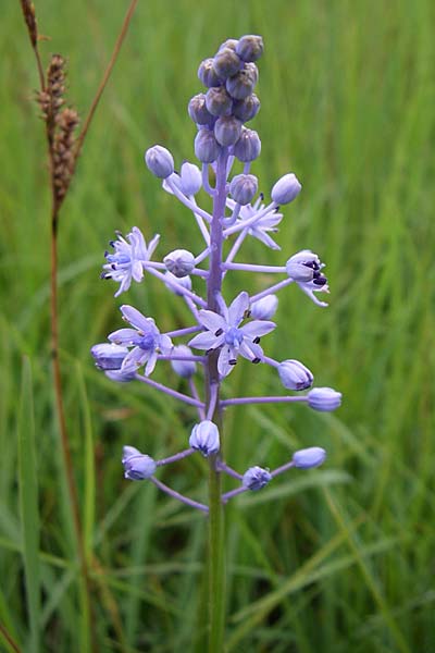 Scilla litardierei \ Amethyst-Blaustern / Meadow Squill, Kroatien/Croatia Gospic 3.6.2008