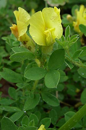 Cytisus supinus \ Niedriger Zwergginster, Kopf-Geiklee / Clustered Broom, Kroatien/Croatia Istrien/Istria, Zminj 5.6.2008