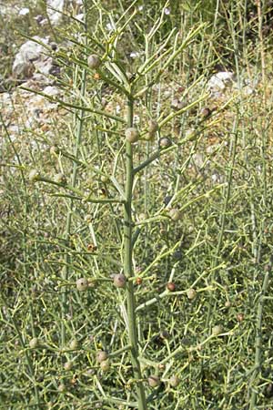 Scrophularia canina \ Hunds-Braunwurz / French Figwort, Kroatien/Croatia Senj 29.6.2010