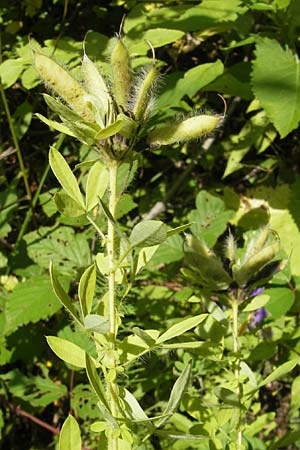 Cytisus austriacus \ �sterreichischer Zwerg-Gei�klee, Kroatien Medvednica 1.8.2011