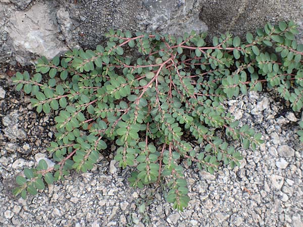 Chamaesyce prostrata \ Hingestreckte Wolfsmilch / Trailing Red Spurge, Prostrate Spurge, Kroatien/Croatia Istrien/Istria, Lovran 13.8.2016
