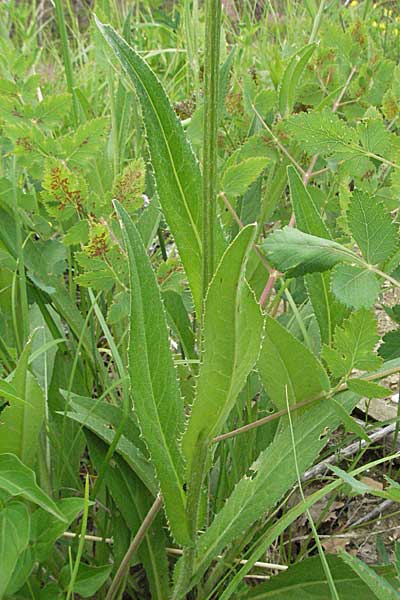 Cirsium pannonicum \ Ungarische Kratzdistel / Hungarian Thistle, Kroatien/Croatia Istrien/Istria, Grači&scaron;će 27.5.2006