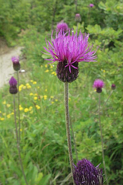 Cirsium pannonicum \ Ungarische Kratzdistel / Hungarian Thistle, Kroatien/Croatia Istrien/Istria, Grači&scaron;će 27.5.2006