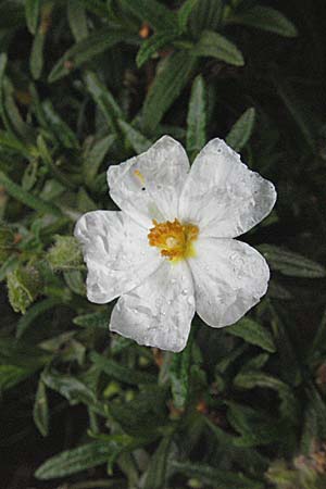 Cistus monspeliensis \ Montpellier-Zistrose / Montpellier Cistus, Kroatien/Croatia Istrien/Istria, Premantura 30.5.2006