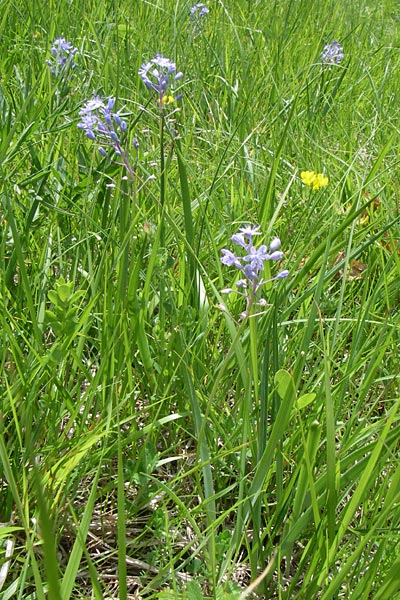 Scilla litardierei \ Amethyst-Blaustern / Meadow Squill, Kroatien/Croatia Plitvička 1.6.2008