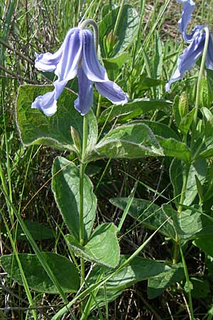 Clematis integrifolia \ Ganzbl�ttrige Waldrebe / Southern Clematis, Kroatien/Croatia Udbina 2.6.2008